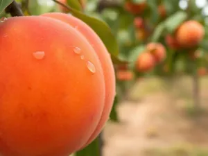 Jakie skarpetki do białych butów? Przewodnik po stylizacjach